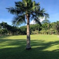 Vibrant green palm tree with lush foliage growing in a sun-drenched meadow