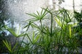 Papyrus plants with water spray backlight. Cyperaceae under a sparkling mist in greenhouse