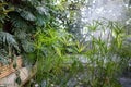 Papyrus plants with water spray backlight. Cyperaceae under a sparkling mist in greenhouse