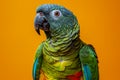 Vibrant Green Parrot with Blue and Red Feathers on a Vivid Orange Background, Exotic Wildlife Portrait, Tropical Bird Close up Royalty Free Stock Photo