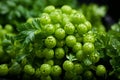 Vibrant green parsley leaves glistening in sunlit garden freshly grown herb harvest