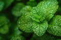 A vibrant green plant with droplets of water glistening under natural light, A crushed mint leaf with visible texture and aroma,