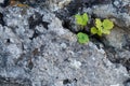 a small plant grows out of the cracks in a rock