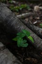 Vibrant, green plant growing from the trunk of a large, aged tree