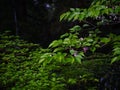 Vibrant green plant with multiple leaves and a few blooming purple flowers