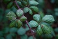 Vibrant green plant with multiple leaves is seen in a lush garden during the daytime