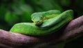 Vibrant Green Python in Mysterious Jungle Environment, Majestically Coiled with Eyes Glowing Intense Shades of Emerald in the Royalty Free Stock Photo