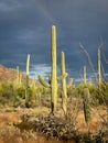 Vibrant green Saguaros illuminated by sunlight with rainbow in sky