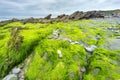 Vibrant green sea moss covered rocks and pinnacles of slate,Dollar Cove,Gunwalloe, Helston,Cornwall,England,UK.Cornwall,england,UK