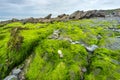 Vibrant green sea moss covered rocks and pinnacles of slate,Dollar Cove,Gunwalloe, Helston,Cornwall,England,UK