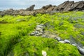 Vibrant green sea moss covered rocks and pinnacles of slate,Dollar Cove,Gunwalloe, Helston,Cornwall,England,UK