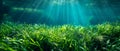 Vibrant Green Seagrass Decorating The Ocean Floor In Stunning Underwater Shot