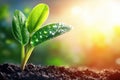 Vibrant green seedling with dew drops in sunlit soil Royalty Free Stock Photo