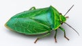 Vibrant Green Shield Bug Macro Close-up. Royalty Free Stock Photo