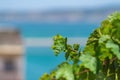 A vibrant green shot of vine leaves against a blurred azure ocean background. A symbol of relaxation in warm resort countries, on Royalty Free Stock Photo