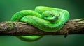 Vibrant Green Snake Coiled on a Branch in Natural Habitat