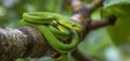 The vibrant green snake gracefully coiled on a tree branch in nature. AI generated image Royalty Free Stock Photo