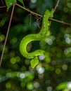 Vibrant Green Snake Hanging in the Rainforest Royalty Free Stock Photo
