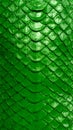 Vibrant green snake skin texture close up, reptilian pattern background Royalty Free Stock Photo