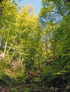 vibrant green spring woodland in a steep hillside valley with tall beech trees and small stream in nutclough woods near hebden Royalty Free Stock Photo