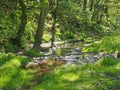 Green spring woodland with a stream running though marshy grass and tall beech trees in nutclough woods near hebden bridge Royalty Free Stock Photo