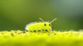 A Vibrant Green Springtail Royalty Free Stock Photo