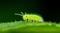 A Vibrant Green Springtail on Leaf Royalty Free Stock Photo