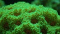 Vibrant green star coral with tiny polyps basking in filtered light Royalty Free Stock Photo