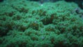 Vibrant green star coral with tiny polyps basking in filtered light Royalty Free Stock Photo