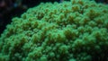 Vibrant green star coral with tiny polyps basking in filtered light Royalty Free Stock Photo