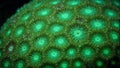 Vibrant green star coral with tiny polyps basking in filtered light Royalty Free Stock Photo