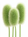 Detailed close up view of three vivid green abstract microscopic organisms showing fuzzy cellular structures isolated on a Royalty Free Stock Photo