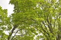 Vibrant Green Tree Canopy in Spring with Sunlight Filtering Through the Fresh Leaves Against a Bright Sky