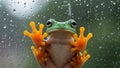 Green Tree Frog on Rainy Glass Royalty Free Stock Photo