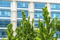 Vibrant green tree leaves with modern glass building exterior in the background Royalty Free Stock Photo