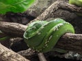 Vibrant Green Tree Python Coiled on Branch Royalty Free Stock Photo