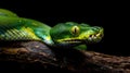 Vibrant Green Tree Python Coiled on Branch Royalty Free Stock Photo