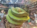 Vibrant green tree python coiled on a branch in a glass terrarium enclosure. Exotic reptile showcasing its distinctive scales and Royalty Free Stock Photo