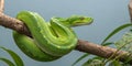 Green tree python coiled on a branch in natural habitat showcasing reptile\'s vibrant scales and intense gaze Royalty Free Stock Photo