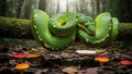 Emerald Tree Boa Coiled on Mossy Branch with colorful Mushrooms on the Forest Floor Royalty Free Stock Photo