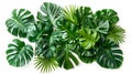 Vibrant Green Tropical Leaves Arrangement on White Background. Nature Inspired Design Element. Ideal for Calm, Eco