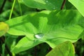 Vibrant green tropical plants leaf with the crystal clear water droplet Royalty Free Stock Photo