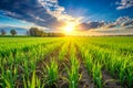 Vibrant green wheat field under a dramatic sunset with sun rays bursting through clouds Royalty Free Stock Photo