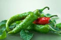 Vibrant greens Chili peppers pop against a vivid green background