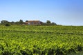 Green vineyard with a house on the hill against a clear blue sky Royalty Free Stock Photo