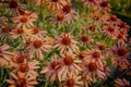 A vibrant growing patch of Echinacea Purpurea also known as Purple Coneflower.