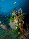 Vibrant growth of corals and hydroids on USAT Liberty