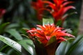 Vibrant Guzmania lingulata flower on a natural blurred background