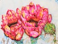 Watercolor Prickly Pear Cactus, Opuntia,  in Bloom Royalty Free Stock Photo