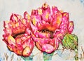 Watercolor Prickly Pear Cactus, Opuntia,  in Bloom Royalty Free Stock Photo